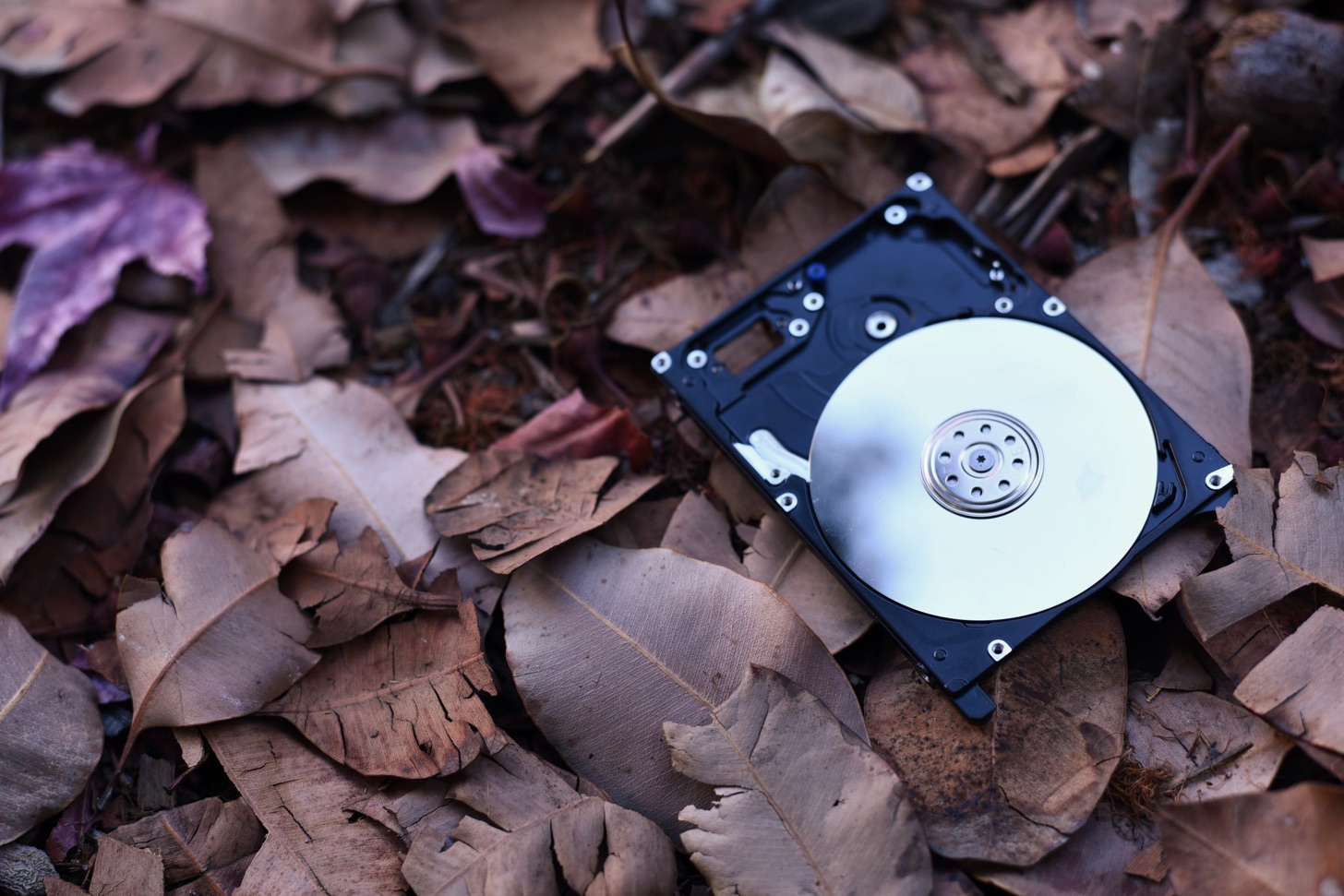 A hard disk lying on some leaves.