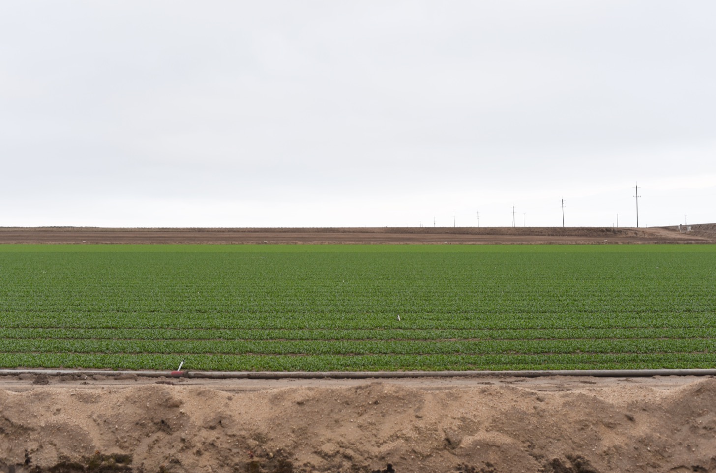 Fields in Salinas.