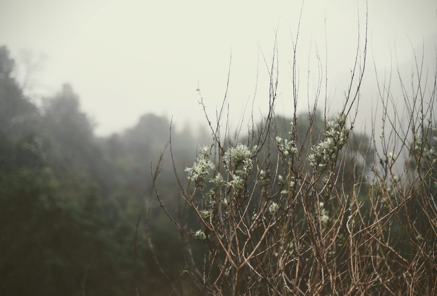 Tree branches and flowers in the fog.