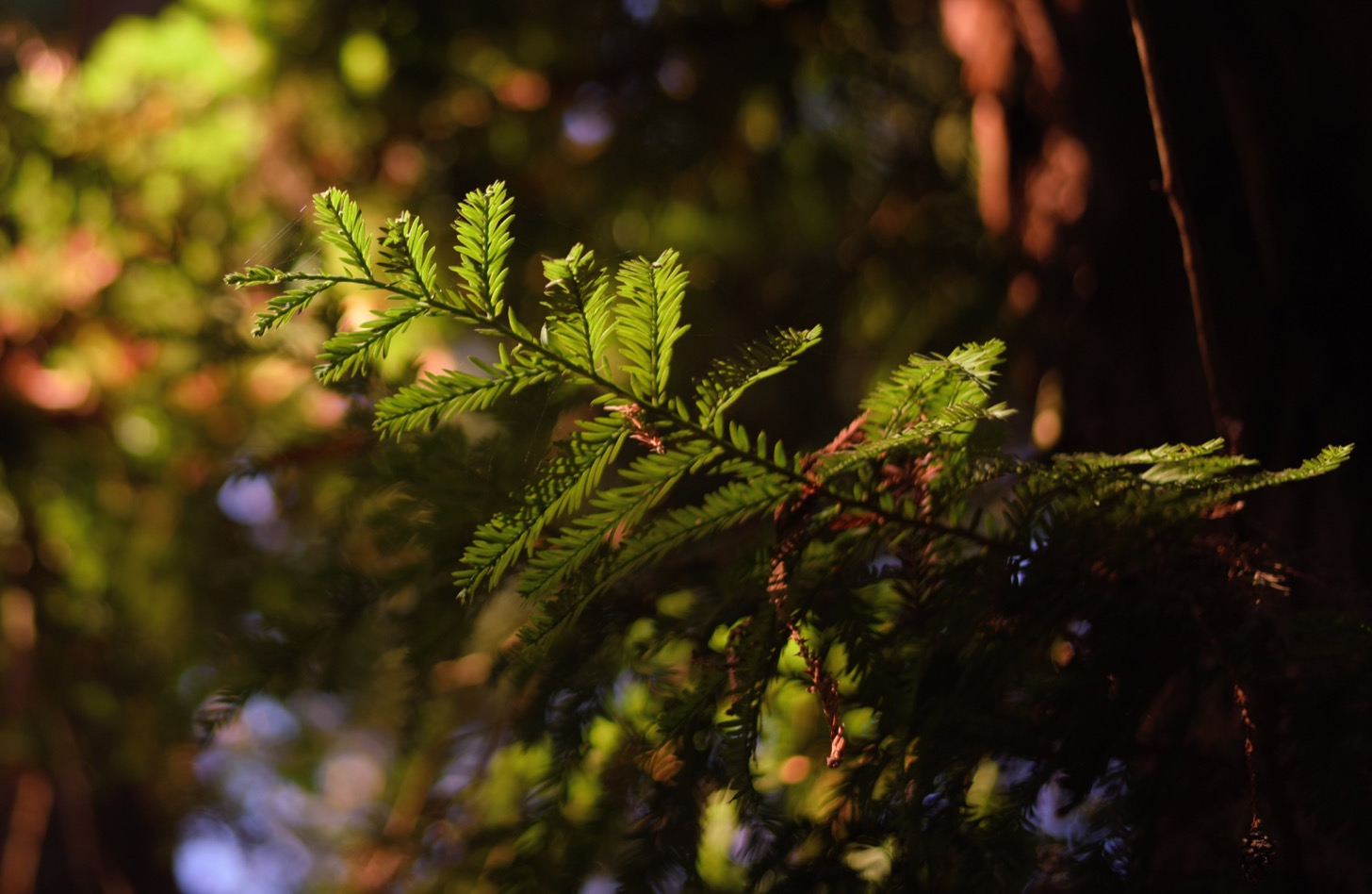 Leaves in Golden Gate Park.