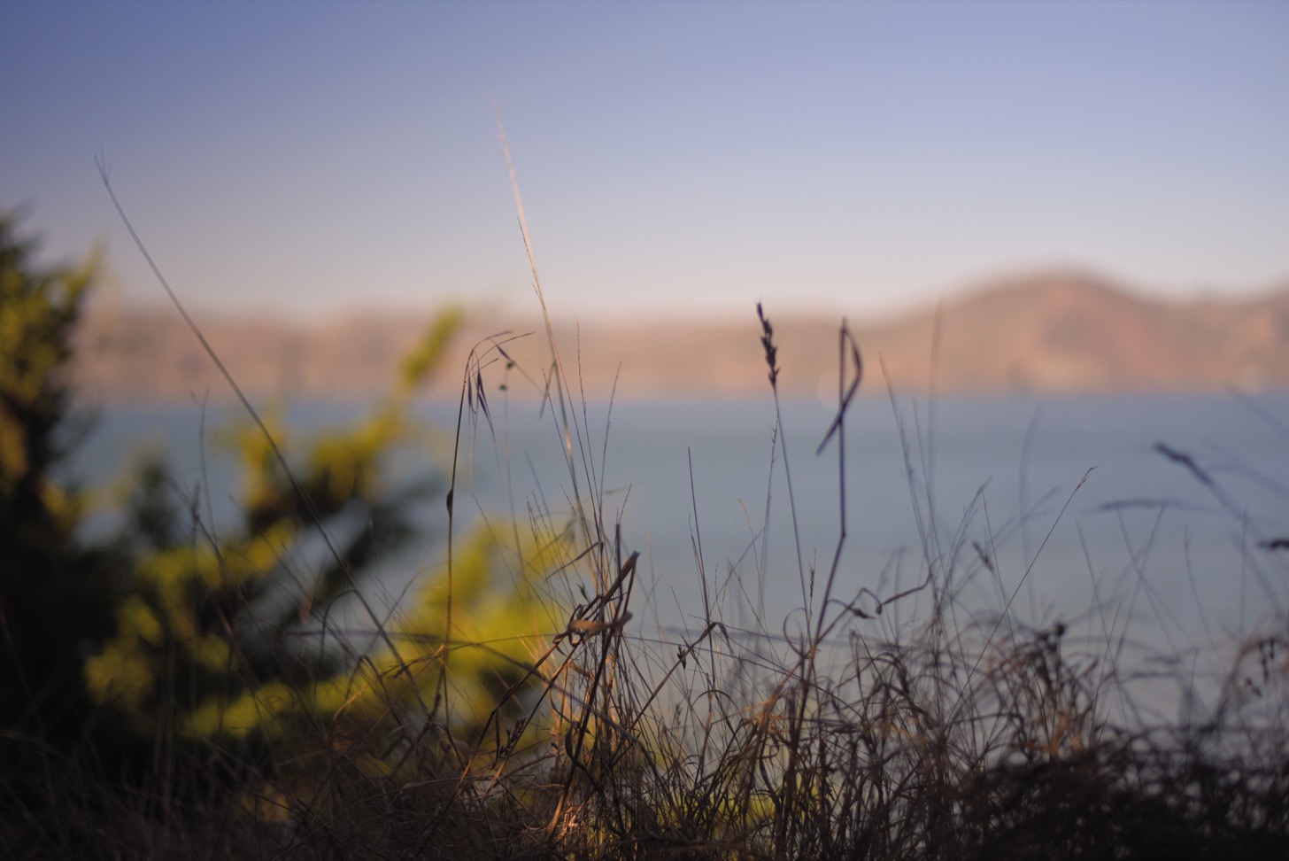 Reeds near the San Francisco Bay.